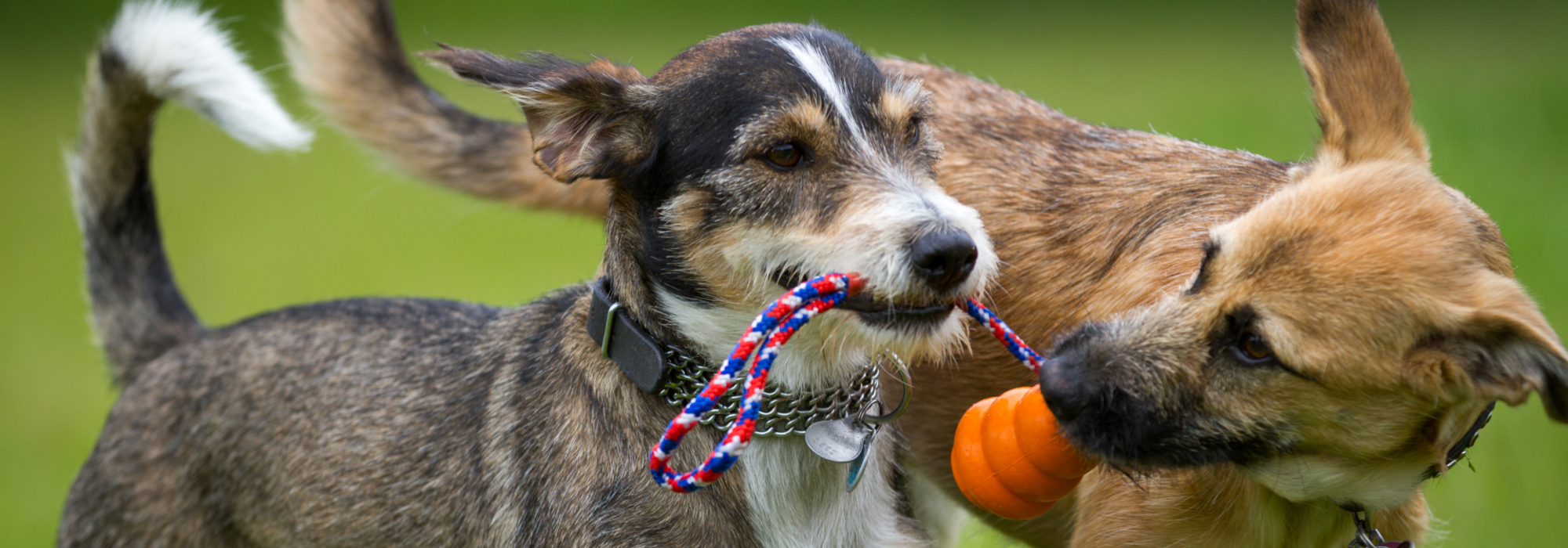 Uw hond langs brengen?